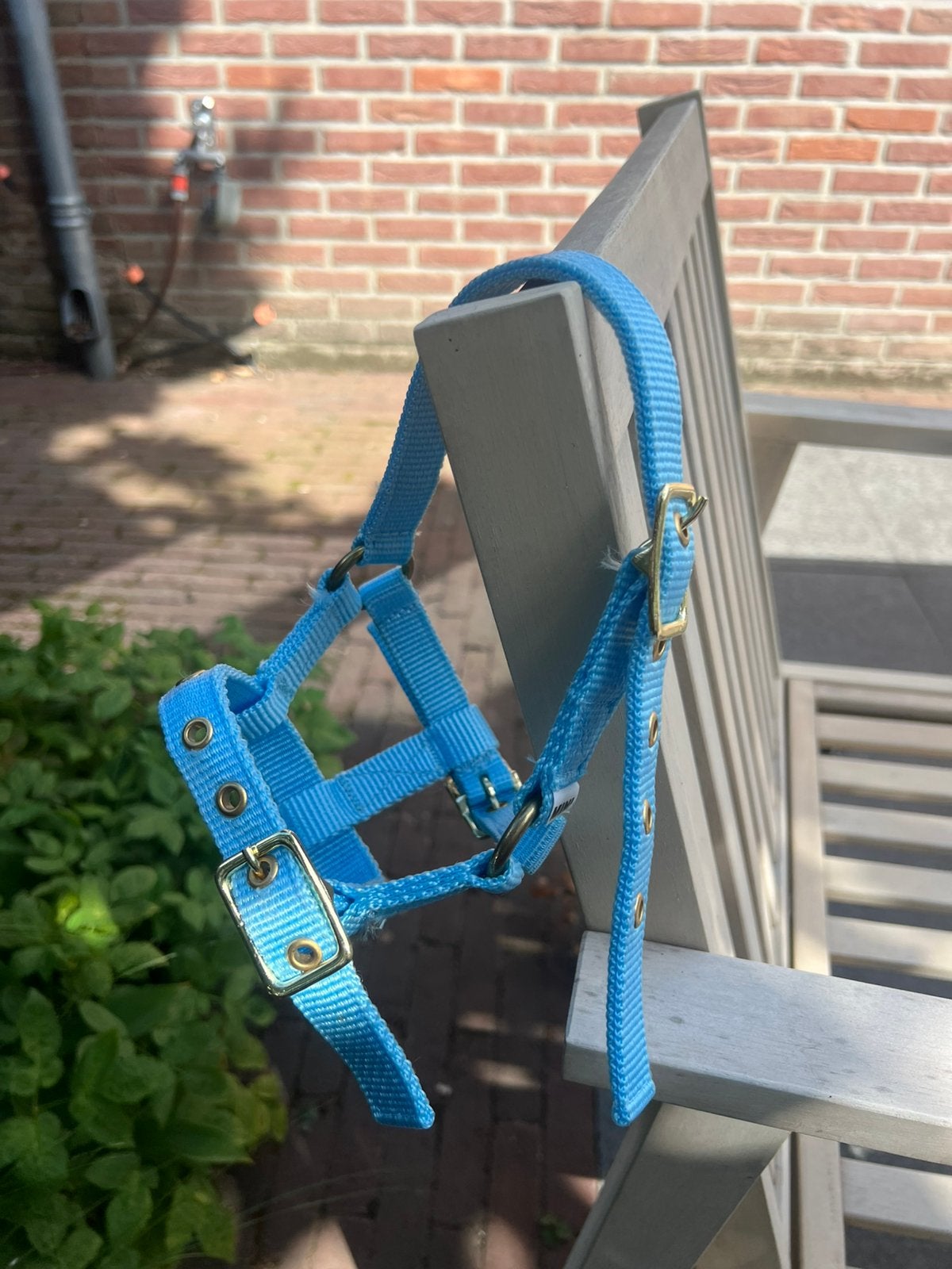 Halster, Overige disciplines, Nieuw, Blauw, Halster