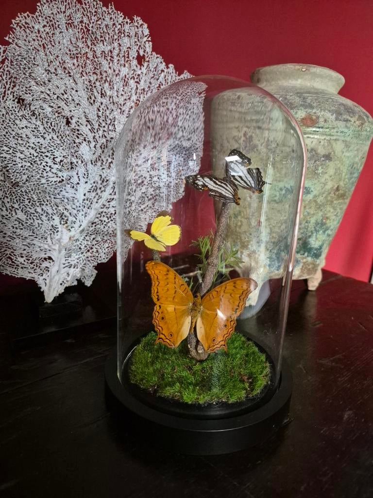 Stolp met 3 nieuw geprepareerde vlinders., Huis en Inrichting, Woonaccessoires | Stolpen, Ophalen of Verzenden, Nieuw