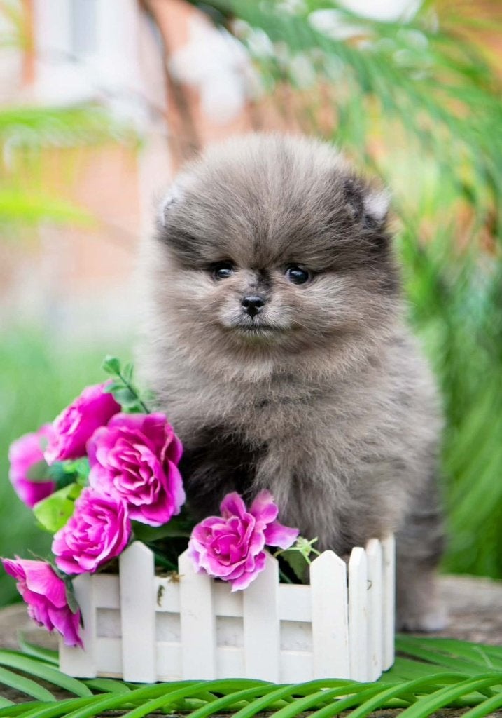 Pomeriaan pup teefje Merle Bear type – te reserveren, Keeshond, 8 tot 15 weken, Buitenland, Teef