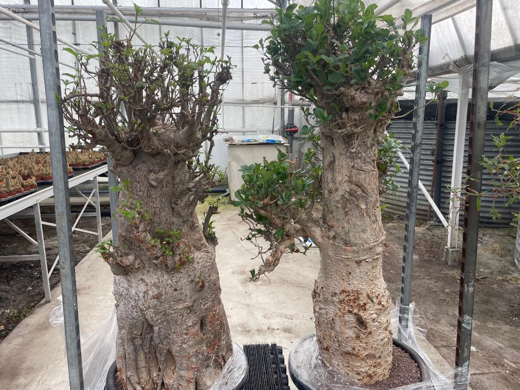 Caudex plant Afrikaanse Baobab (Adansonia Digitata)pot 50cm., Huis en Inrichting, Kamerplanten, Ophalen, Overige soorten, In pot