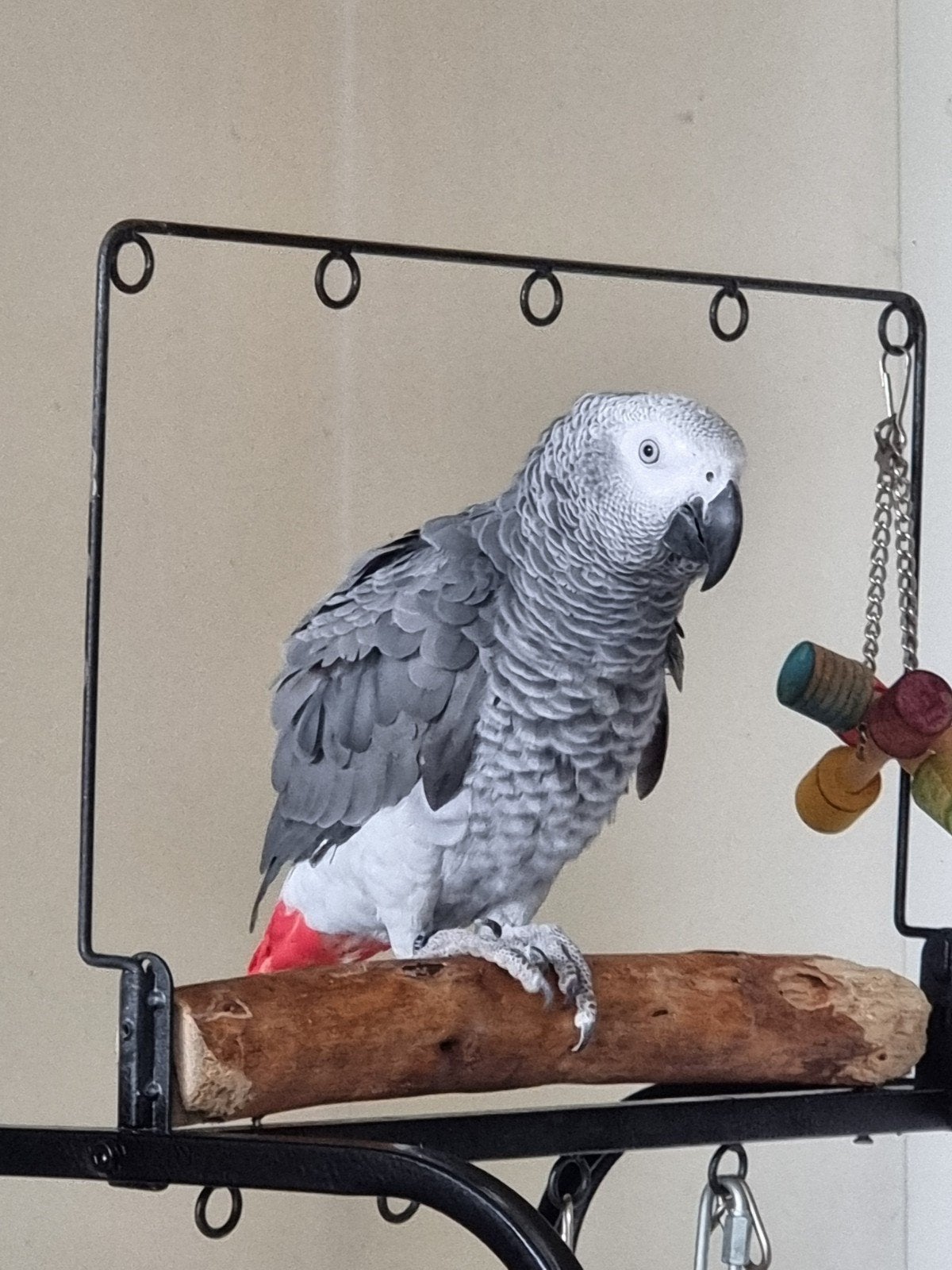gezocht grijze roodstaarten, Meerdere dieren, Papegaai