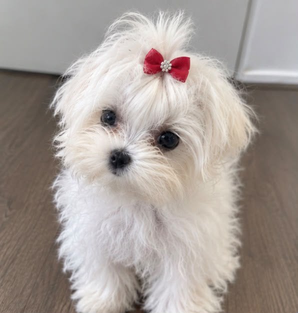 MINI ZELDZAME KOREAN BLOODLINE MALTEZERS, Maltezer, 15 weken tot 1 jaar, Meerdere, Meerdere dieren