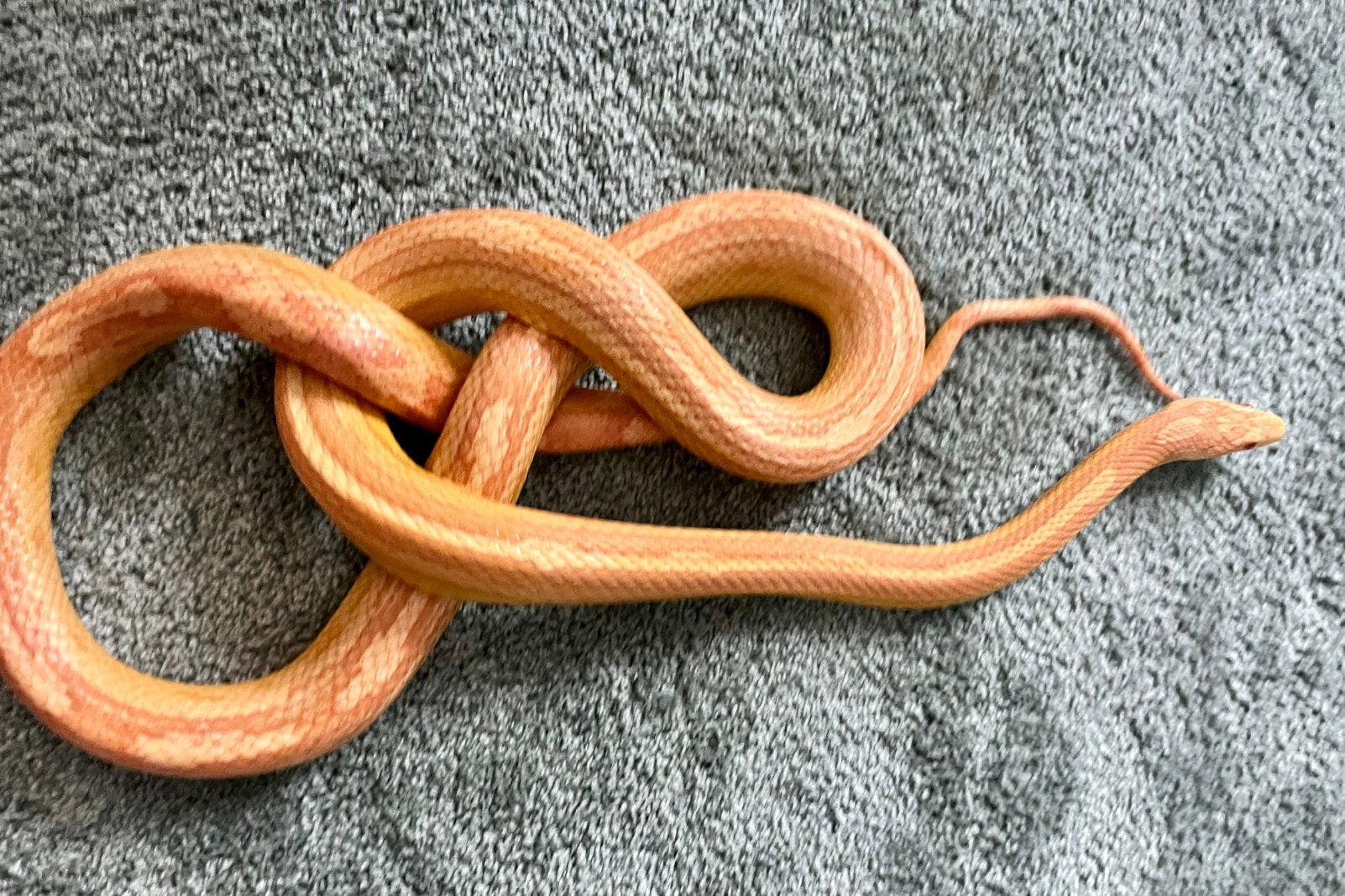 Amel Striped Rattenslang