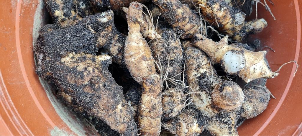 Biologische aardperen / topinamboer / Jerusalem artichokes, Tuin en Terras, Volle zon, Ophalen of Verzenden, Zomer, Groenteplanten