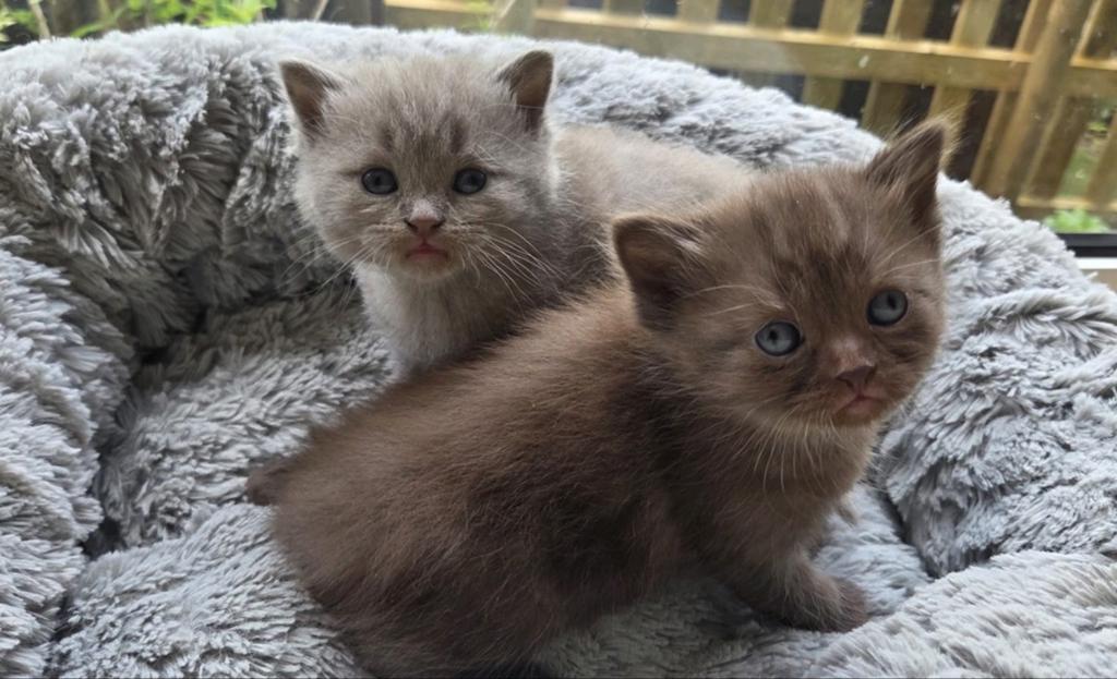 Britse korthaar kittens, Meerdere dieren, Ingeënt