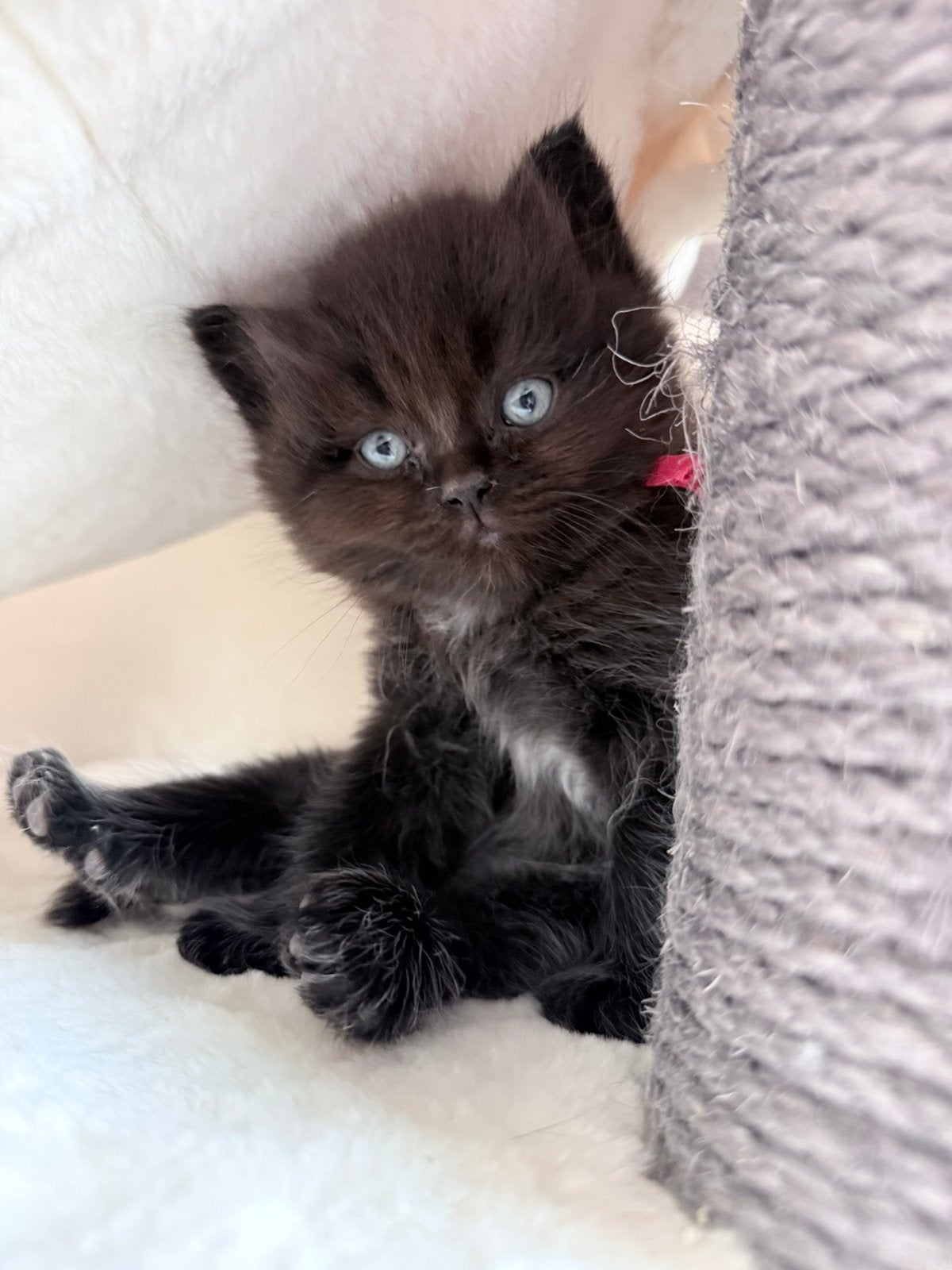 2 lieve Ragdolls zoeken huisje, Meerdere dieren, Gechipt, 0 tot 2 jaar