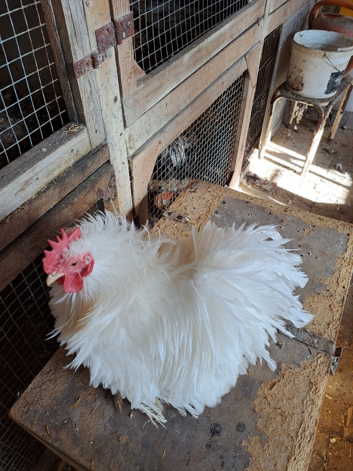 te koop, Dieren en Toebehoren, Kip