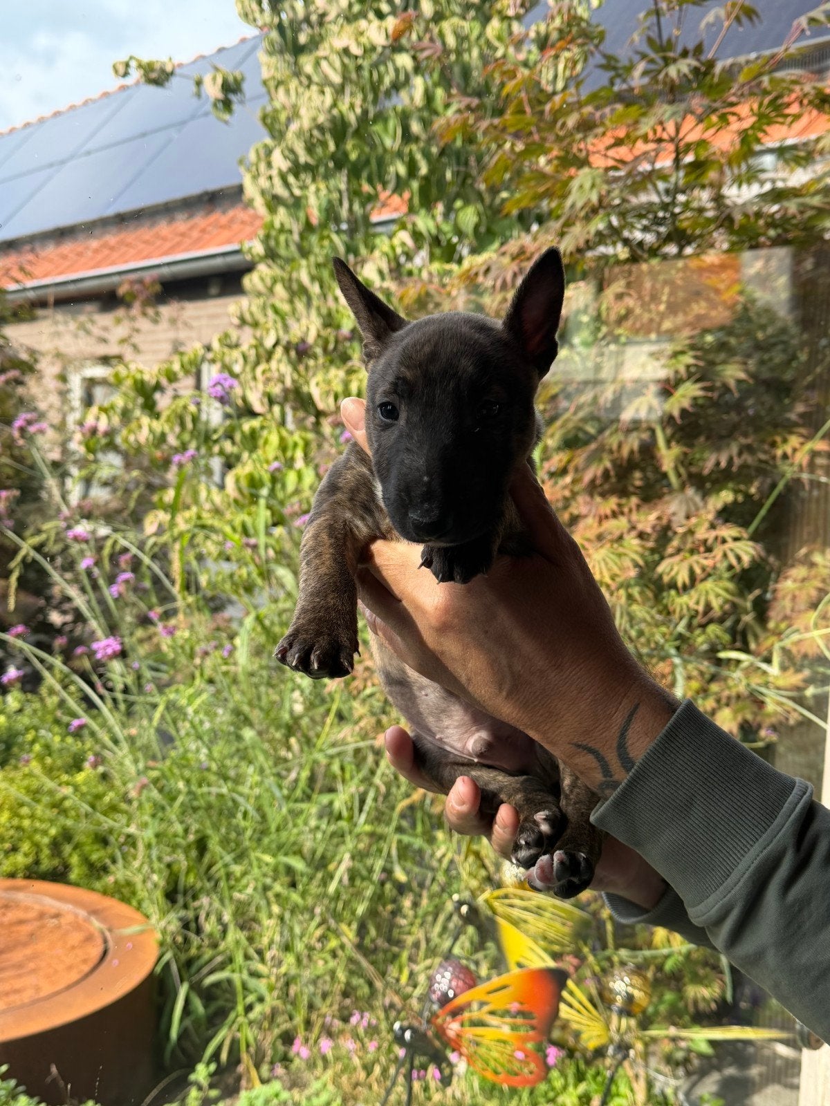 te koop miniatuur bullterrier reu met stamboom, Bull Terriër, Reu, CDV (hondenziekte), 8 tot 15 weken