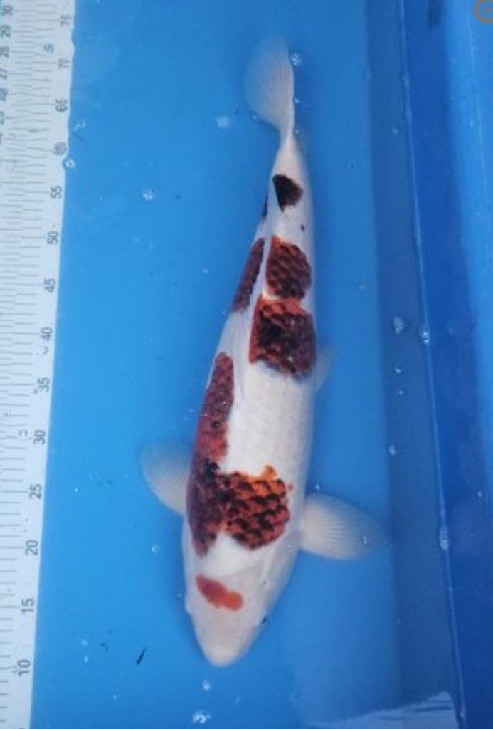 goromo koi koikarper, Dieren en Toebehoren, Vissen | Vijvervissen, Karper of Koi
