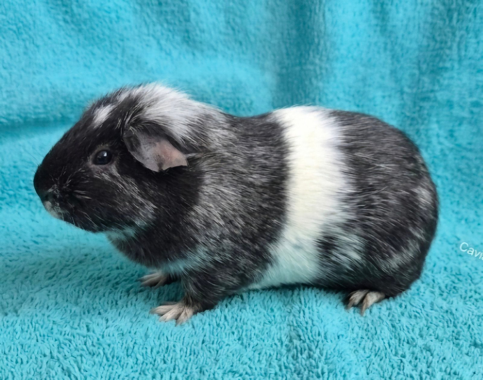 koppel magpie, Oktober, Meerdere dieren, Cavia