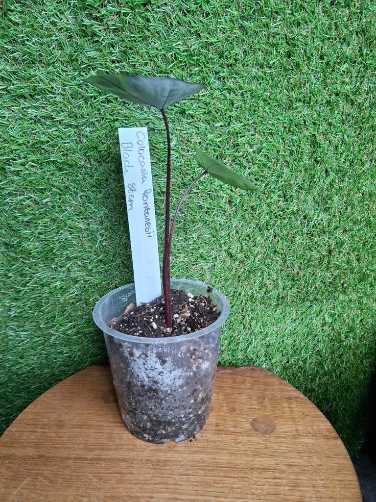 Colocasia fontanesii black stem., Tuin en Terras, Planten | Tuinplanten, Ophalen of Verzenden, Overige soorten, Volle zon