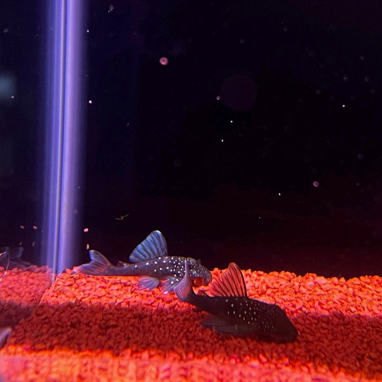 Jonge l128 Bleu phantom pleco, Vis, Zoetwatervis, Schoolvis