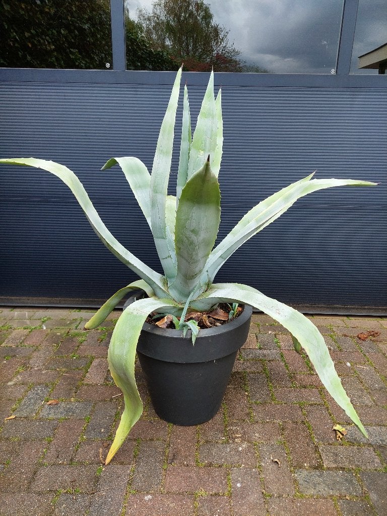 XL Agave Americana - Honderdjarige Aloë/Maguey/Eeuwplant, Volle zon, Vaste plant, Bloeit niet, Ophalen