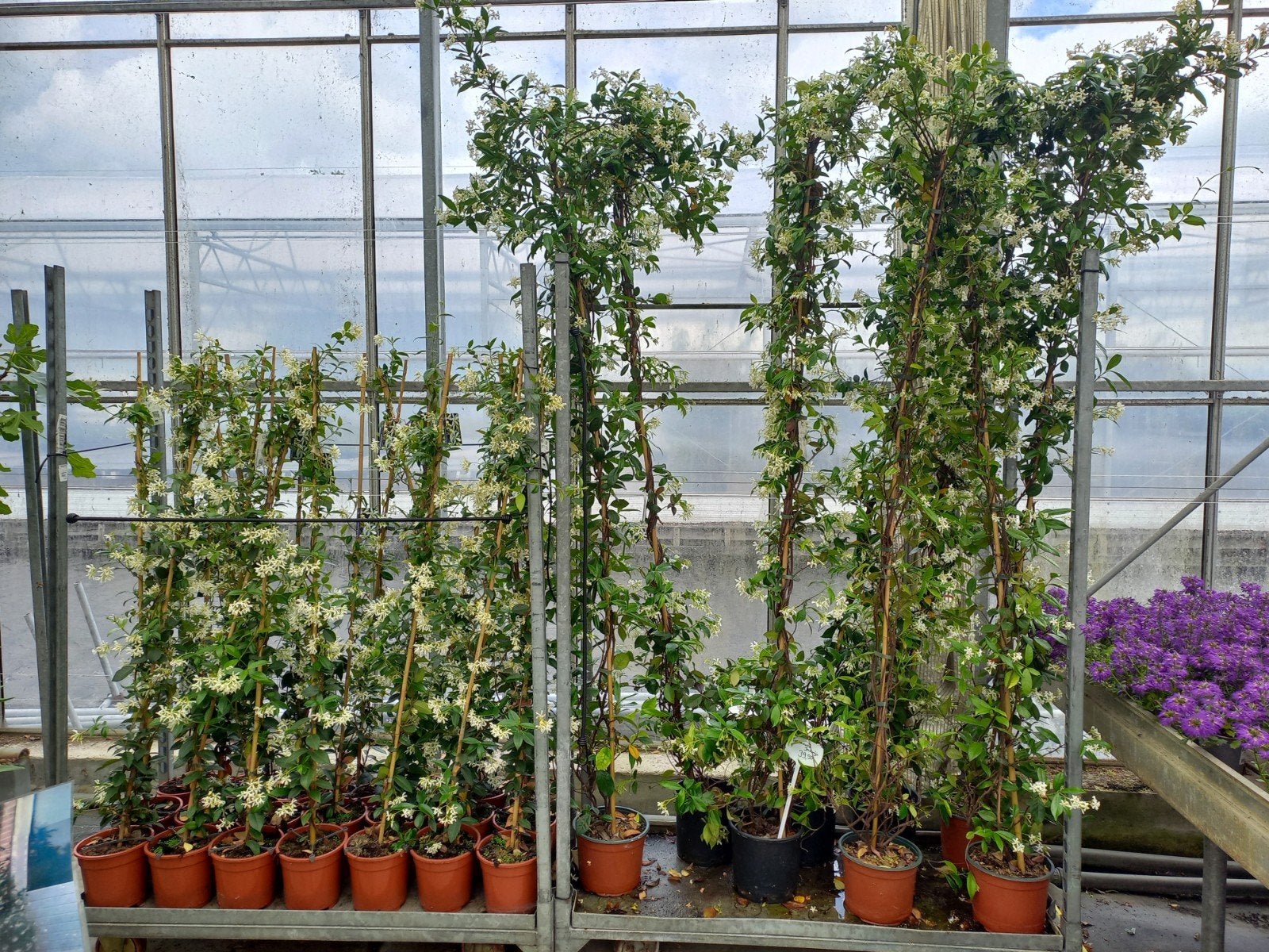 Toscaanse Jasmijn trachelospermum jasminoides wit en roze, Ophalen, Overige soorten, 100 tot 250 cm