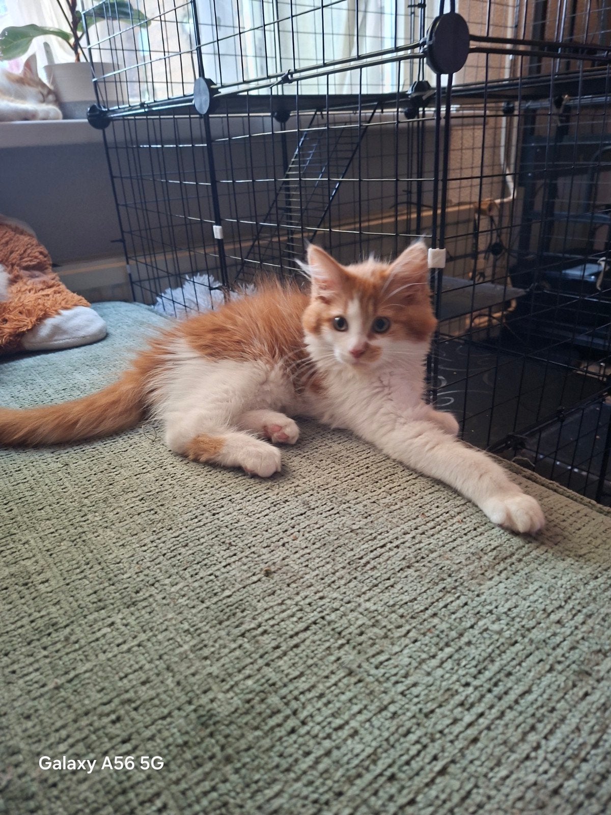 Geweldige pluizenbol, 😍 Maine coon kittens 😻😸, Dieren en Toebehoren, Meerdere dieren, Ontwormd
