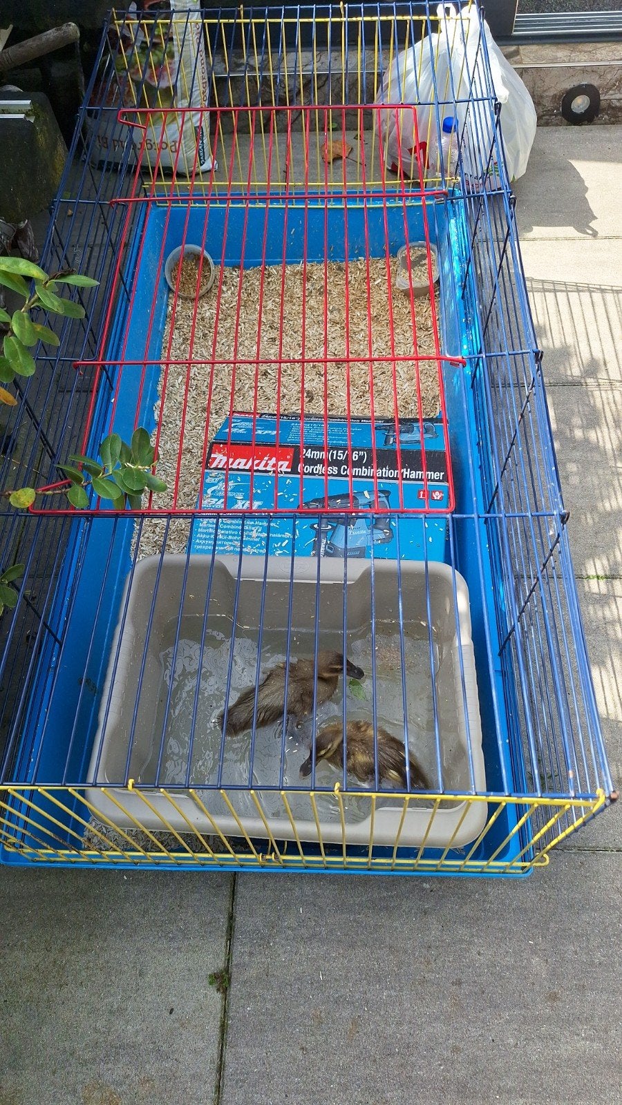 Gratis, Ophalen of Verzenden, Minder dan 75 cm, Kooi, Minder dan 60 cm