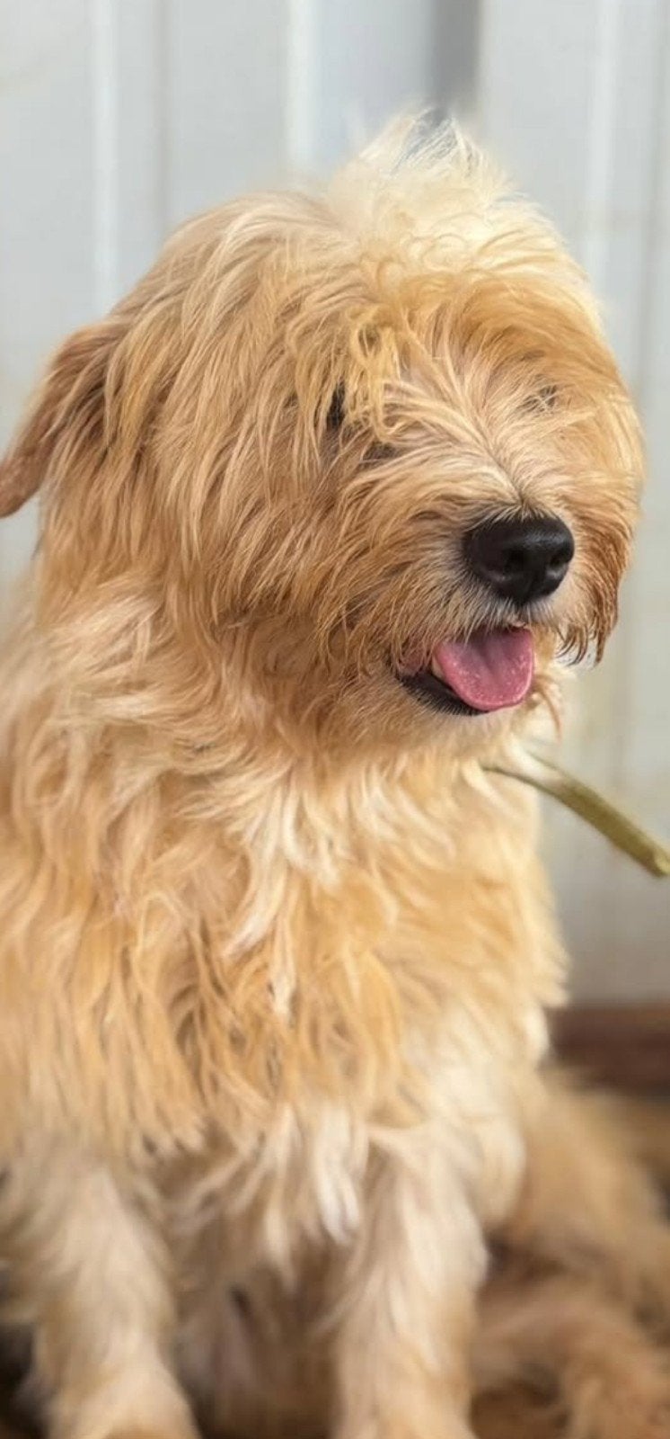 super lieve hond zoekt een gouden mandje wie wil helpen ♡, Dieren en Toebehoren, Particulier, Reu, Buitenland, Meerdere