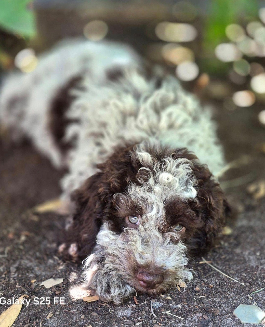 Lagotto Romagnolo pups, Parvo, België, Particulier, 8 tot 15 weken