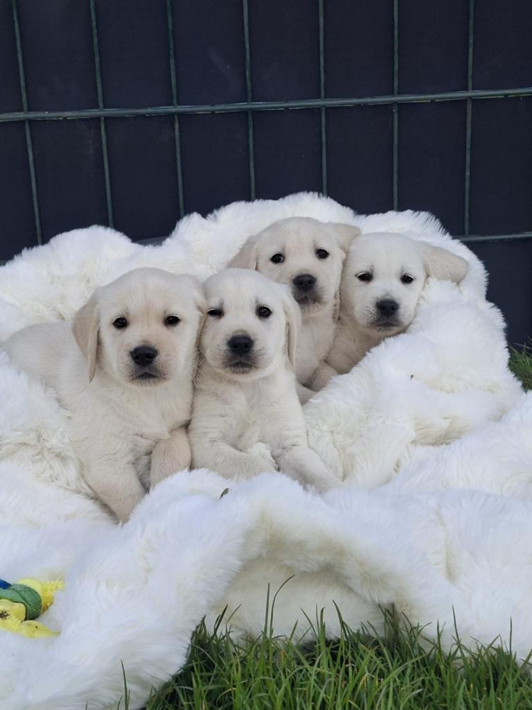 Schitterende  golden retriever pups x labrador pups, Dieren en Toebehoren, 8 tot 15 weken, Meerdere, Meerdere dieren, Parvo