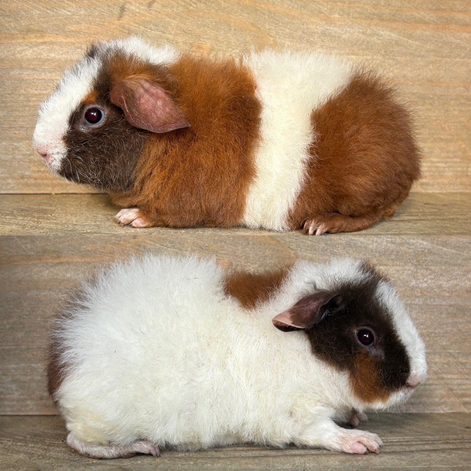Us teddy choco goud wit beertje, Dieren en Toebehoren, Augustus, Mannelijk, Cavia