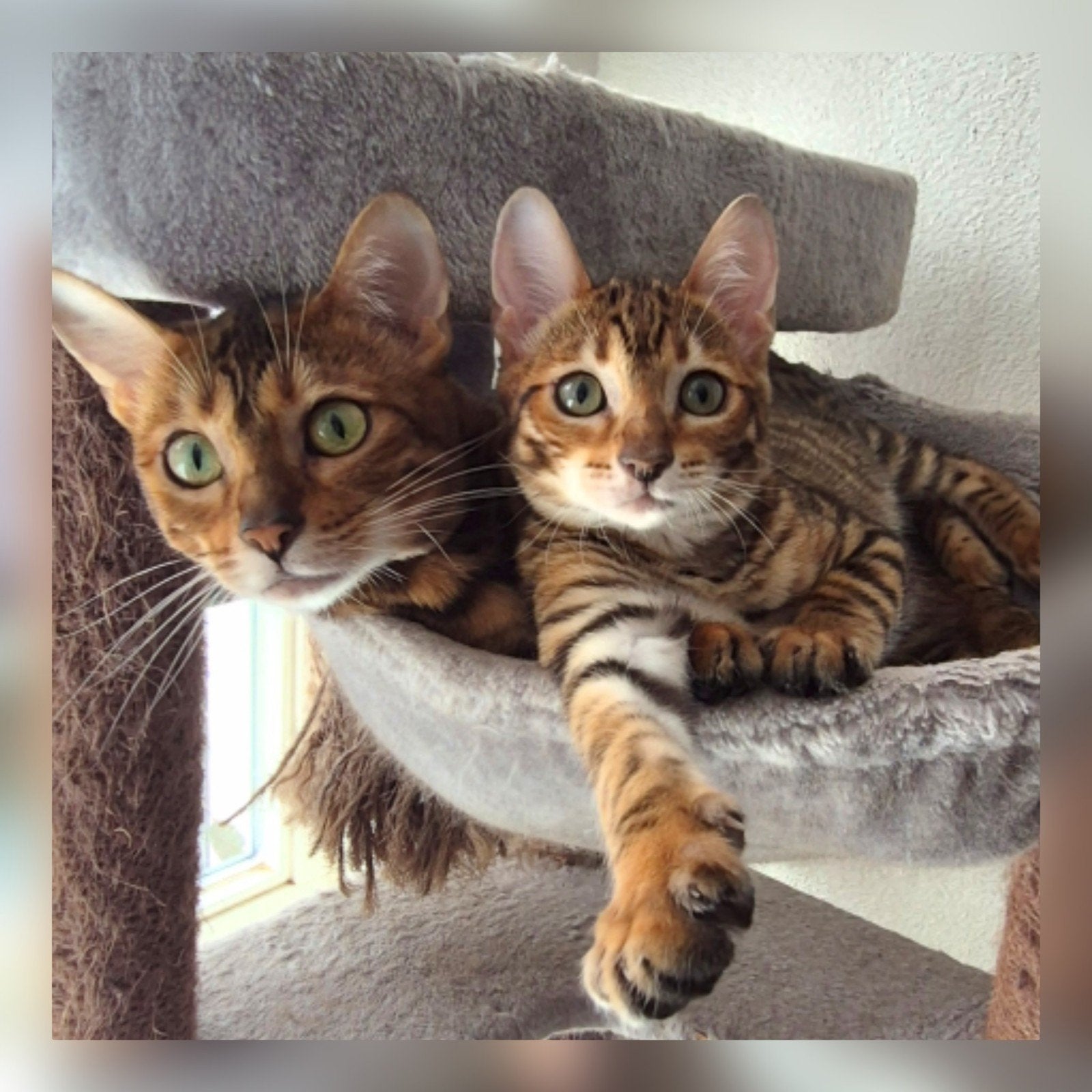 Toyger kittens beschikbaar met stamboom., Dieren en Toebehoren, Meerdere dieren, Met stamboom