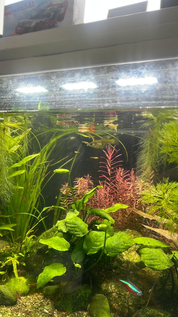 Guppen, Dieren en Toebehoren, Vissen | Aquariumvissen, Vis