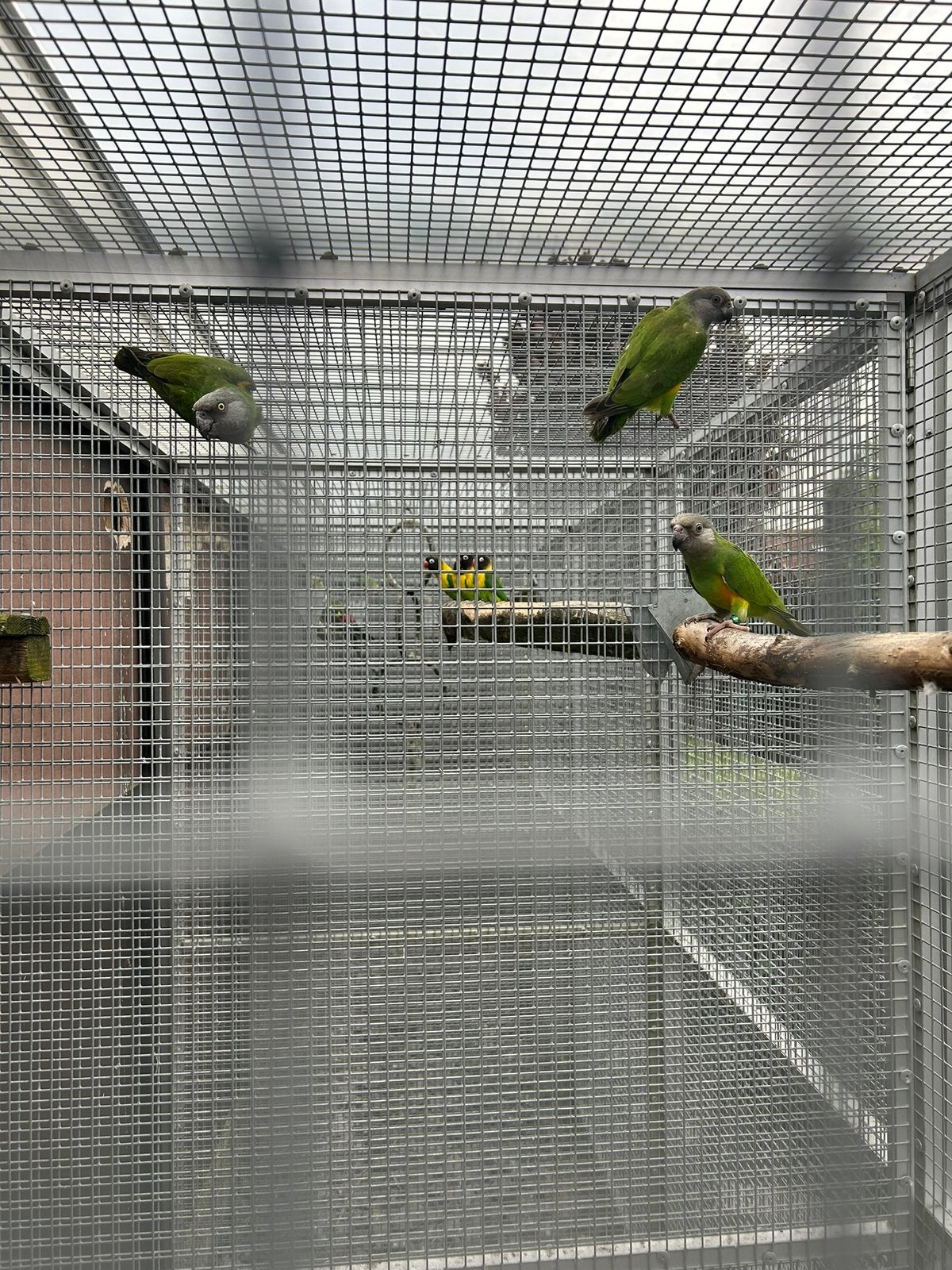 Bonte Boer papegaai pop en man, Dieren en Toebehoren, Meerdere dieren, Papegaai, Geringd