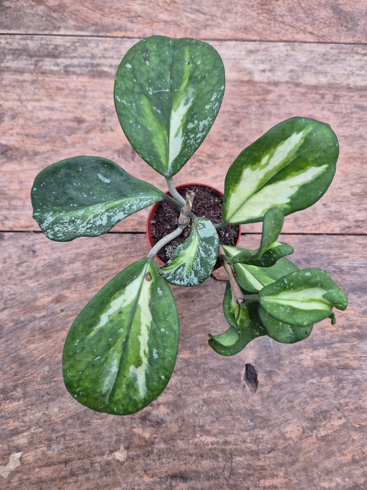 Hoya Obovata Variegata Splash p6