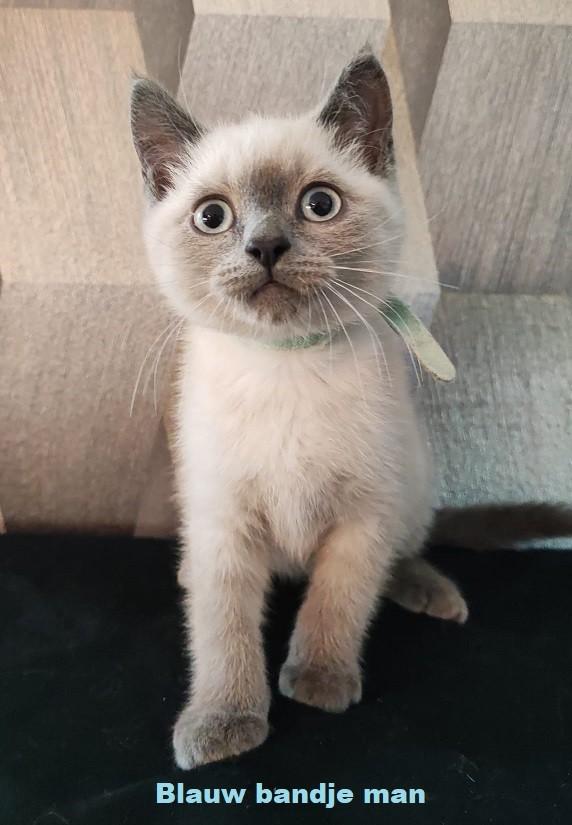 britse korthaar kittens blue point, Dieren en Toebehoren, Katten en Kittens | Raskatten | Korthaar, Meerdere dieren, Ontwormd