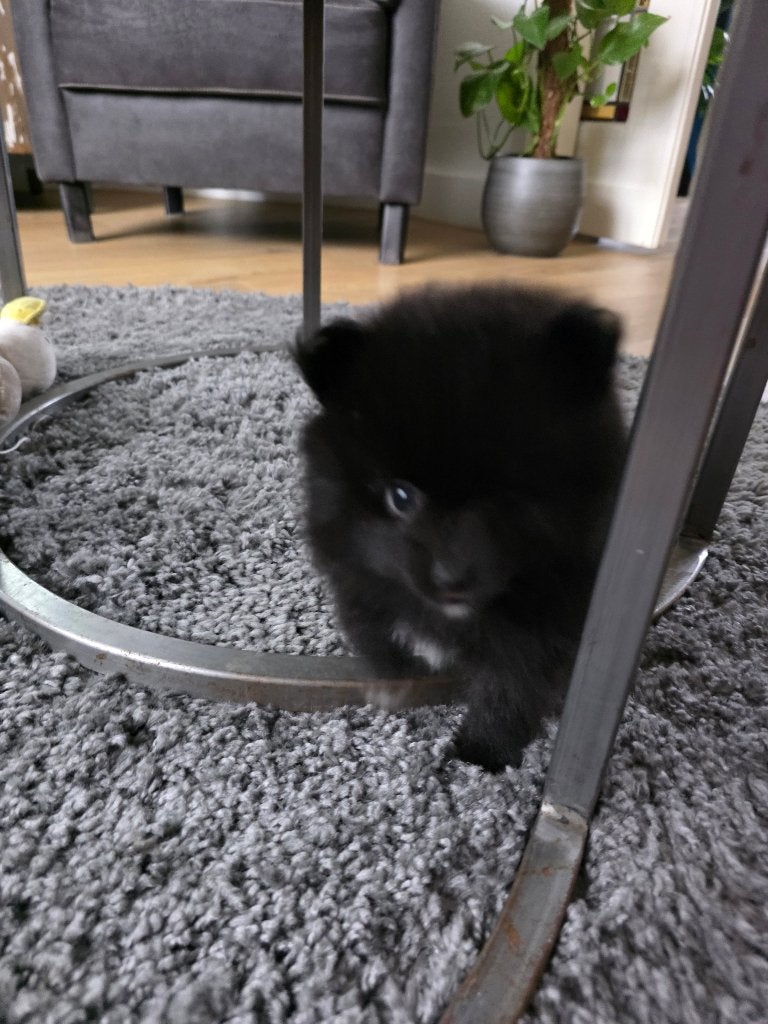 Pommeriaantje,s, Parvo, 8 tot 15 weken, Meerdere, Nederland