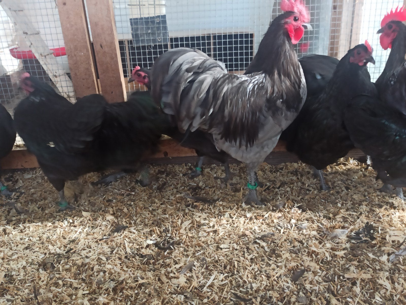 Toom australorp kriel blauw en broedeieren, Dieren en Toebehoren, Pluimvee, Meerdere dieren, Kip