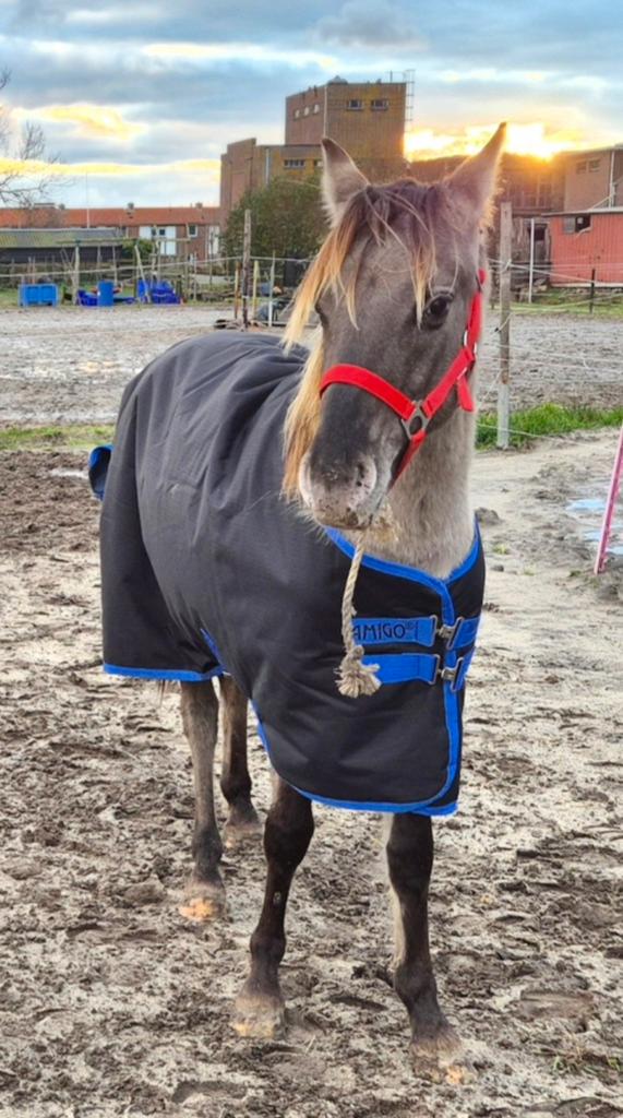 Amigo 900d 100g deken 5.0 met linersysteem, Dieren en Toebehoren, Paarden en Pony's | Dekens en Dekjes, Ophalen of Verzenden