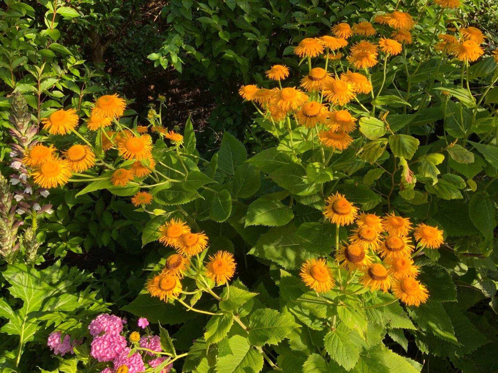 Telekia speciosa- grote koeienoog, Ophalen, Zomer, Overige soorten, Volle zon