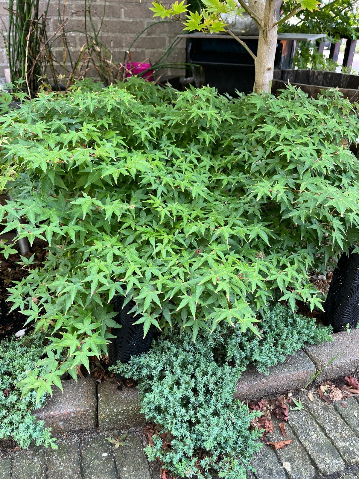 Acer Palmatum 'Little Princess' - Japanse Esdoorn, Vaste plant, Bloeit niet, Halfschaduw, Ophalen