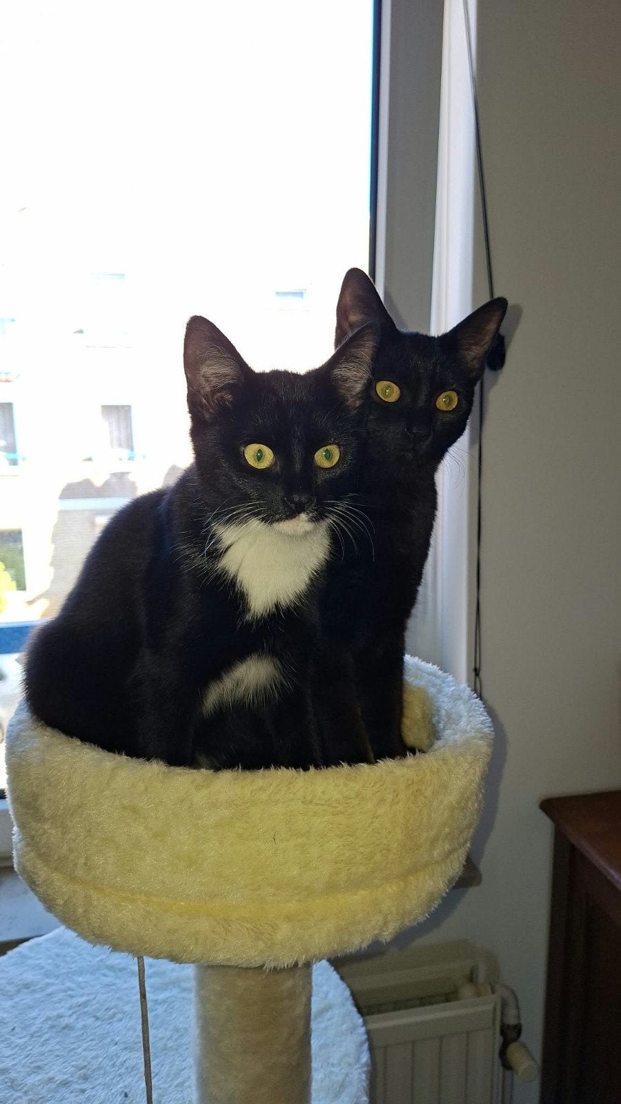 kittens, Salem & Binx + cat essentials, Dieren en Toebehoren, Meerdere dieren, Kortharig, 0 tot 2 jaar