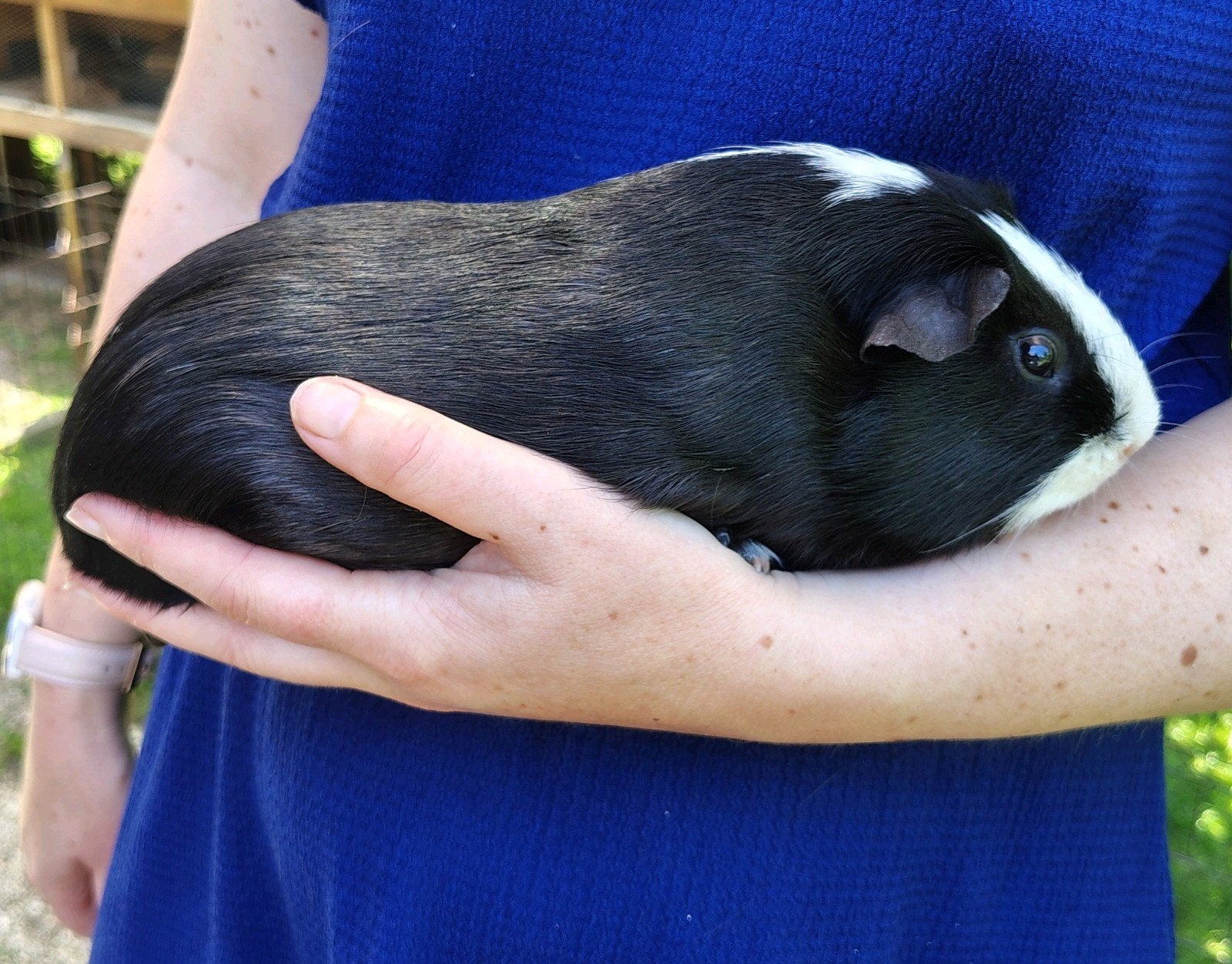 Cavia Beer, Dieren en Toebehoren, Ophalen, Nieuw, Hondenjas