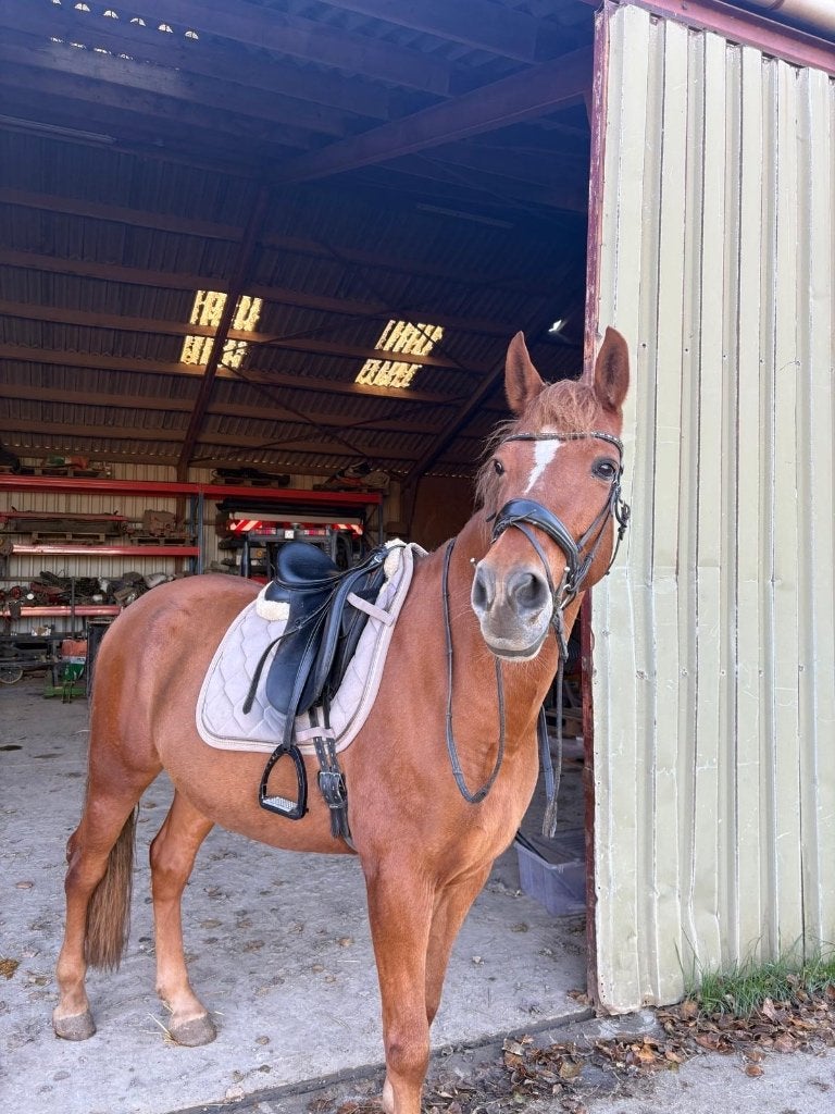 Paard Ramses, Dieren en Toebehoren, Gechipt, Ruin, Zadelmak, 170 tot 175 cm