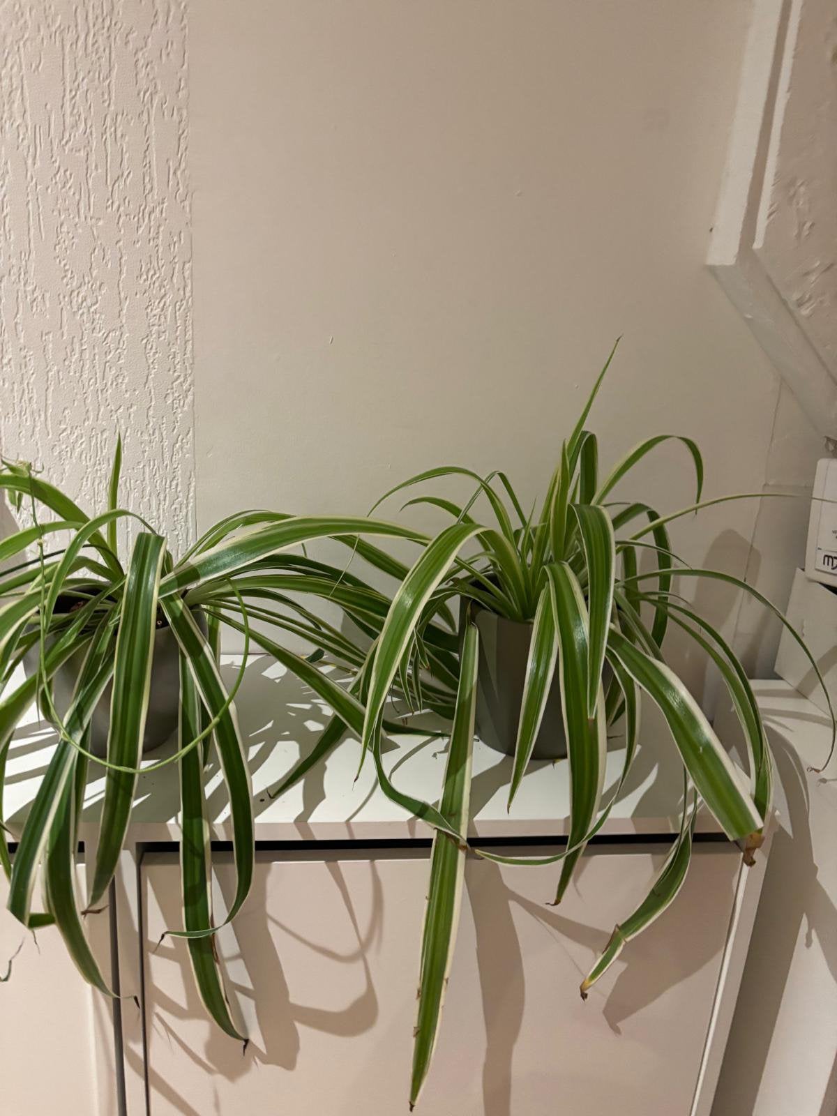 2 spinnenplanten, super makkelijk te onderhouden, Ophalen, Overige soorten, Halfschaduw, In pot