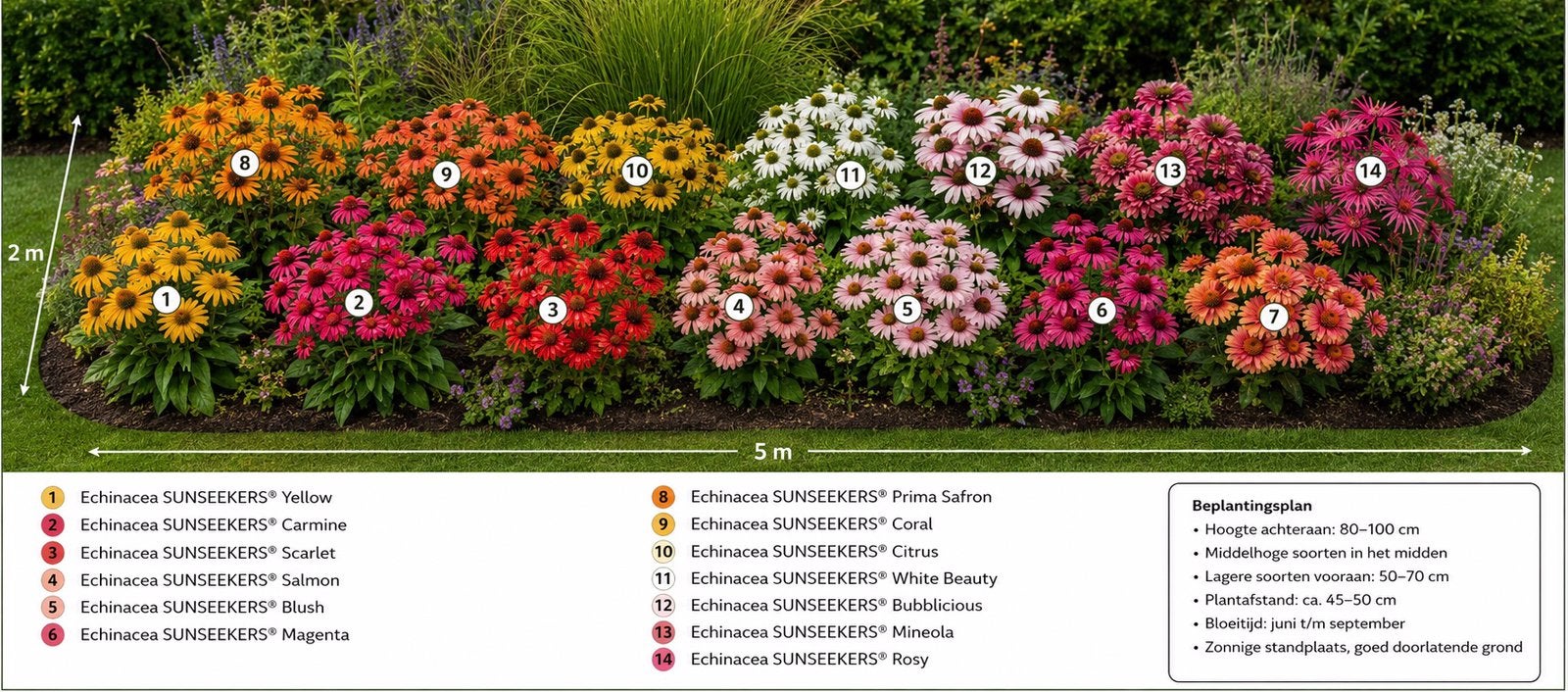 14 soorten Echinacea Zonnehoed in 15 en 17 cm pot vanaf €3,-, Ophalen