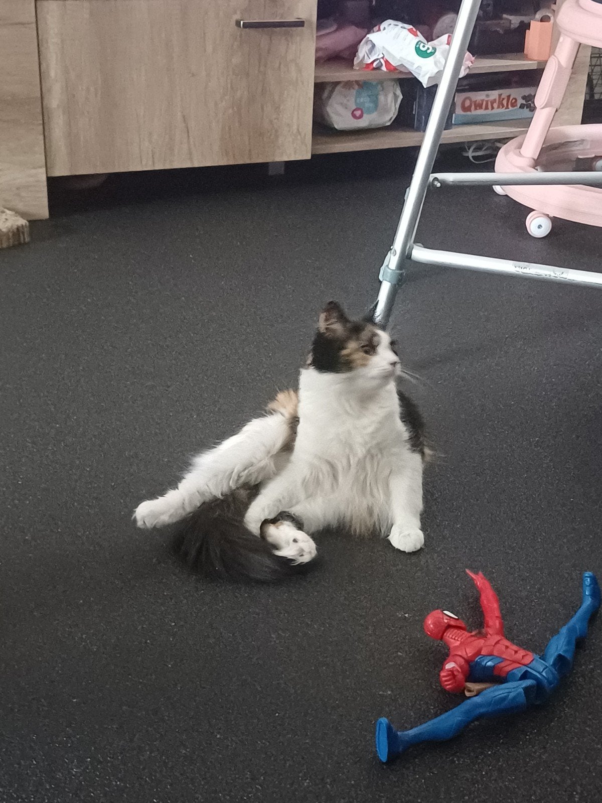 noorse boskat, Poes, Langharig, 0 tot 2 jaar
