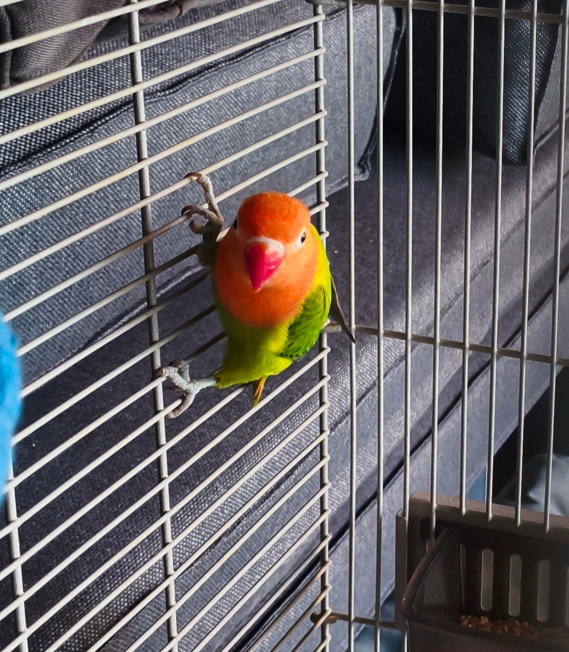 Mooie jonge Agapornis (4 maanden oud) inclusief kooi enz., Geslacht onbekend, Dwergpapegaai of Agapornis