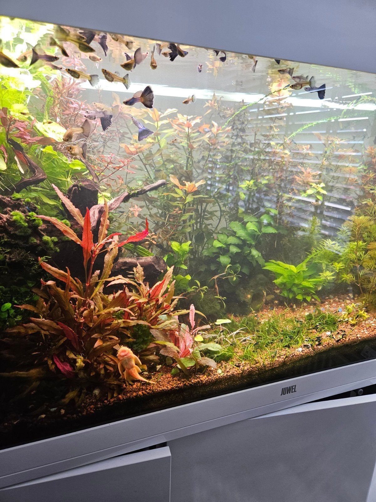 Aquariumplanten, Dieren en Toebehoren, Vissen | Aquaria en Toebehoren, Ophalen of Verzenden, Nieuw, Plant(en), Steen of Hout