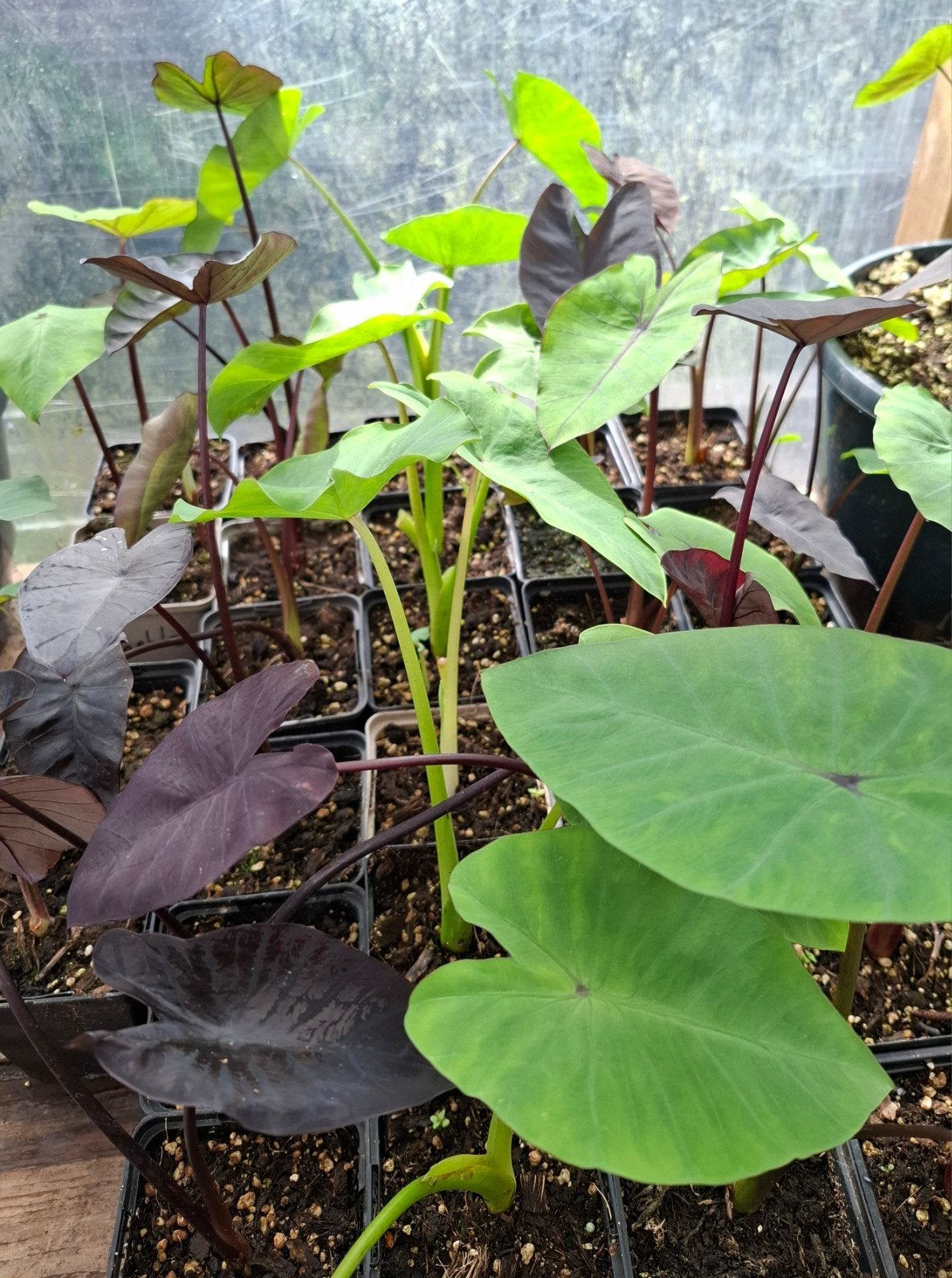 Colocasia *verschillende soorten*, Ophalen of Verzenden, Vaste plant, Overige soorten, Volle zon
