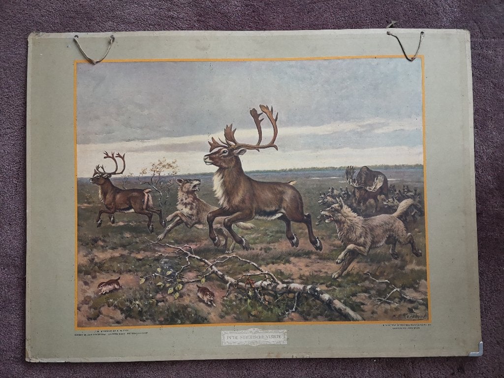 Schoolplaat - In de Siberische vlakte - M.A. Koekkoek, Antiek en Kunst, Antiek | Schoolplaten, Ophalen, Natuur en Biologie