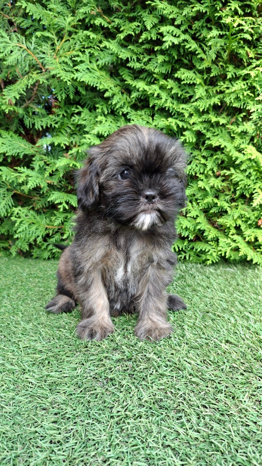 Zeer mooie speelse boomer pups., Parvo, 8 tot 15 weken, Meerdere, Nederland