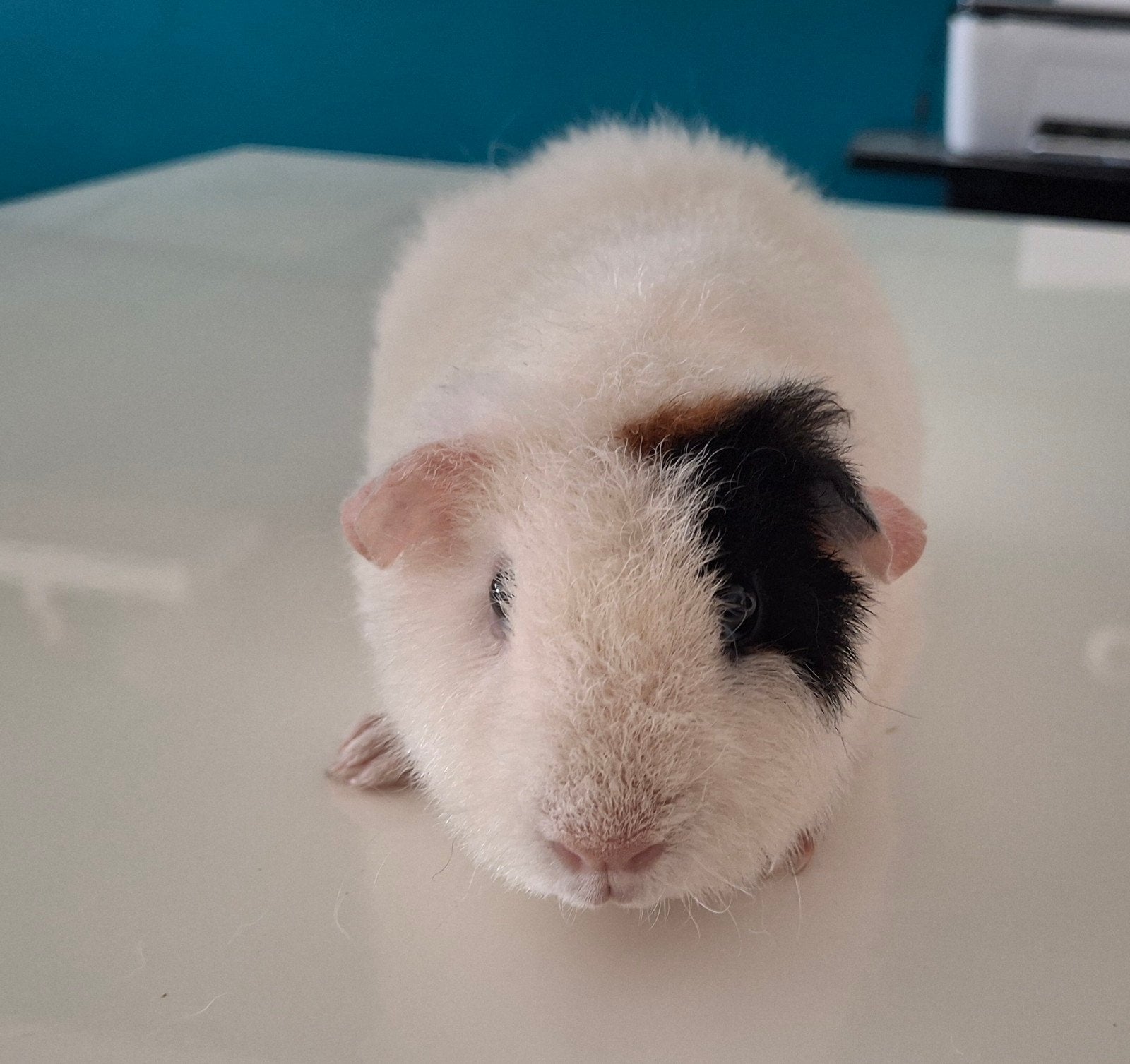 US teddy zeugje, Cavia, Vrouwelijk, Mei, Tam