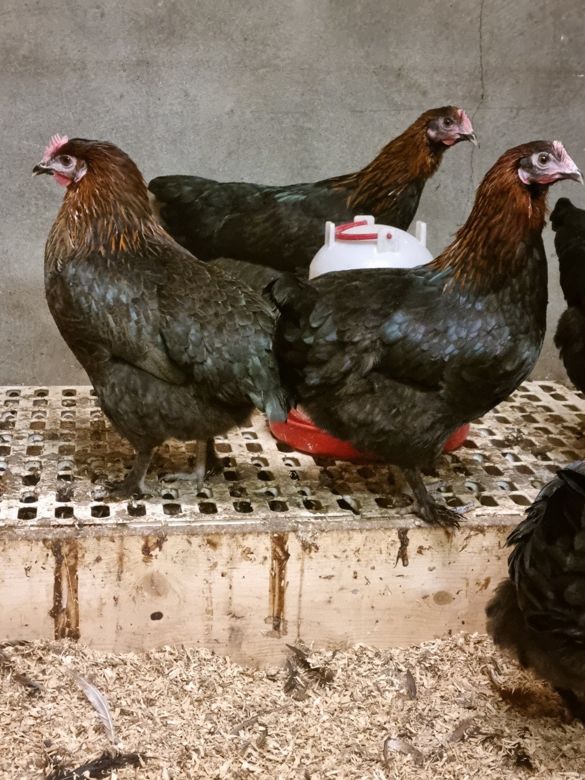 Jonge Marans koperzwart hennen, Vrouwelijk, Kip