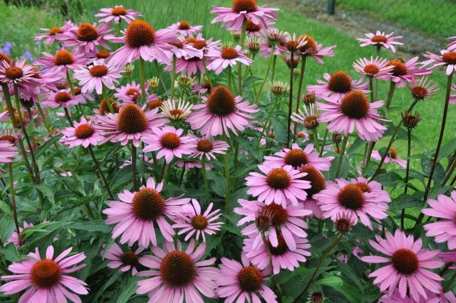 Echinacea purpurea 'Magnus' te koop 3l pot, Ophalen, Vaste plant, Overige soorten, Volle zon