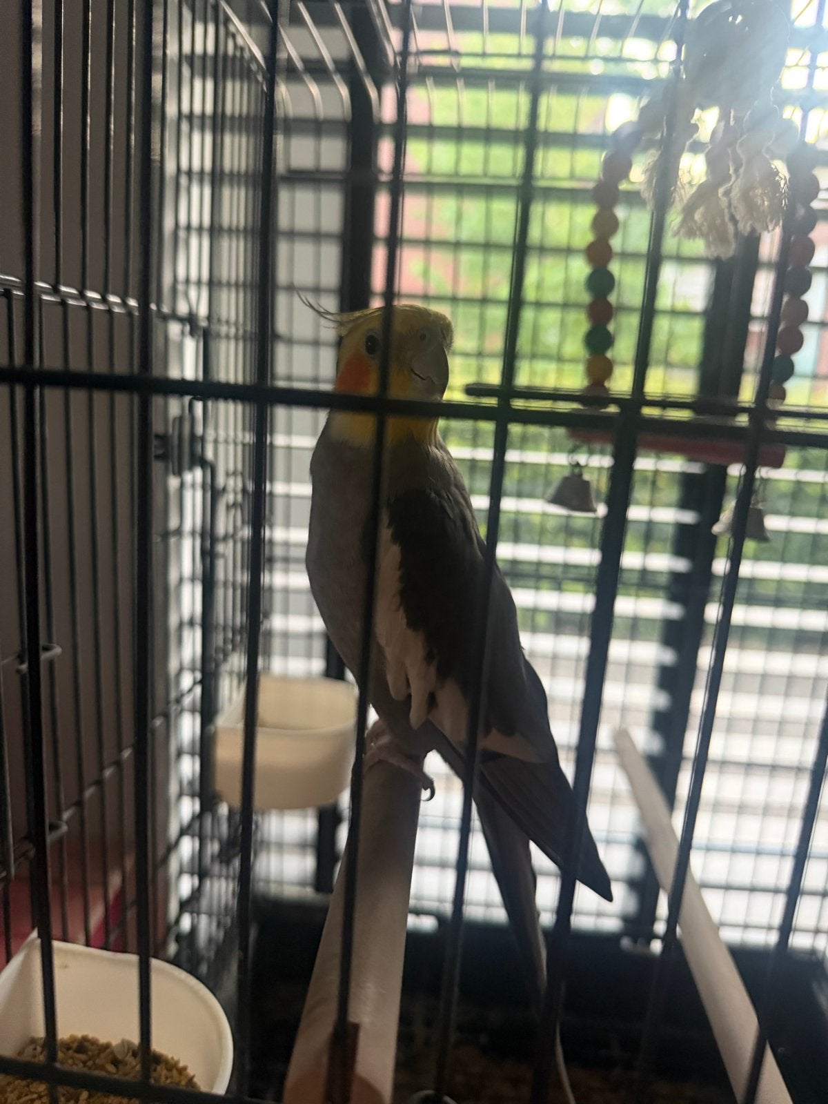 VALKPARKIET TE KOOP, Dieren en Toebehoren, Vogels | Parkieten en Papegaaien, Mannelijk, Parkiet, Pratend