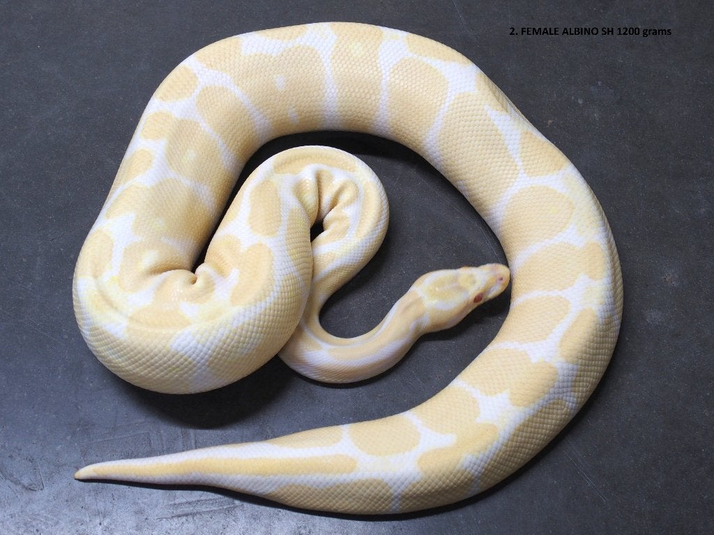 Koningspythons halwas en volwassen kweekdieren deel 1 Ball Python photo 2